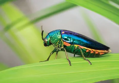Photo of a Jewel beetle <em>(Sternocera aequisignata)</em>. Photo of a Jewel beetle <em>(Sternocera aequisignata)</em>.